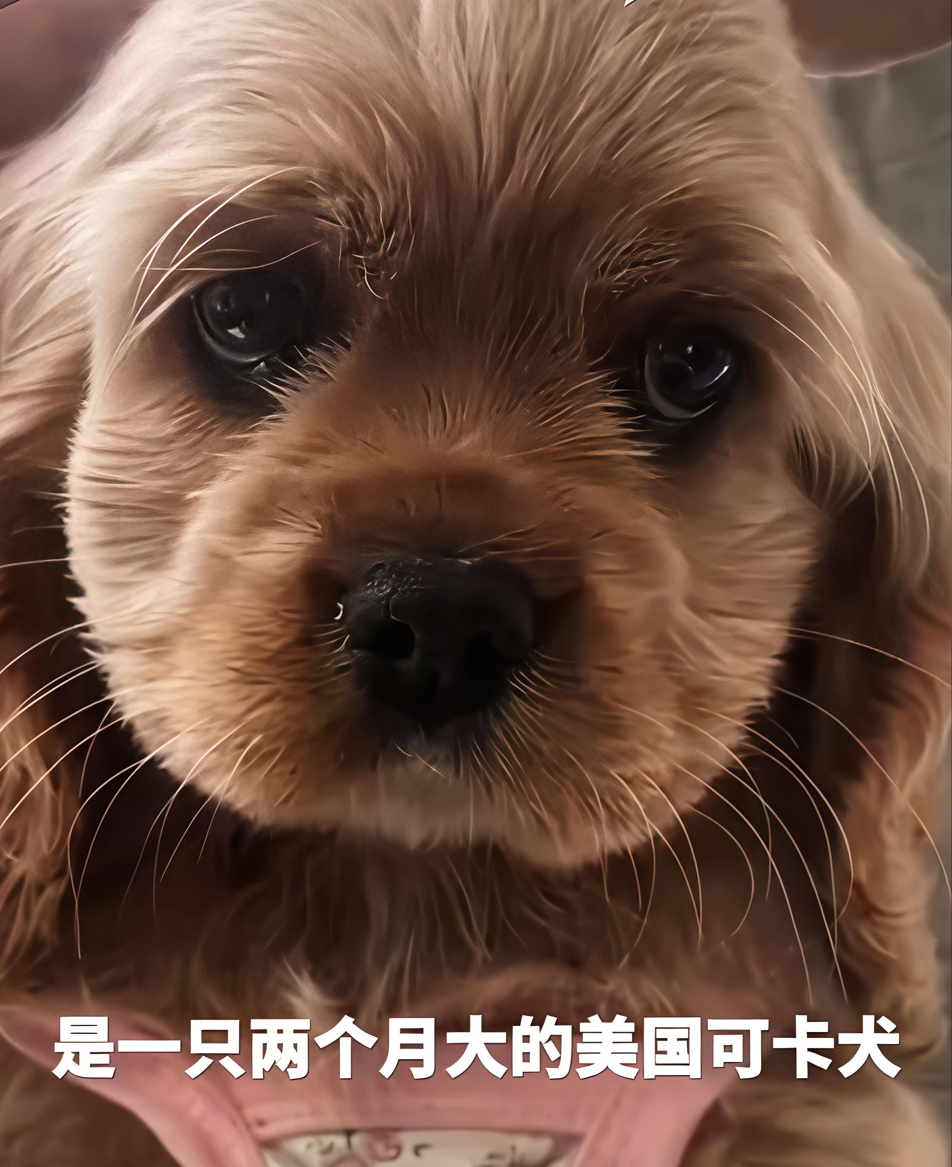 芒果体育-河北偷狗女子社会性死亡：人被拘了，名声臭了，更恶心的还在后面